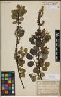 Foto von Salix myrsinifolia Salisb.
